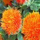 Meat manager Chinese herbal medicine safflower seeds saffron seeds Xinjiang grass safflower seeds pure new field planting seeds safflower seeds one Jin Jin is equal to 0.5 kilograms