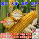 新种高产nk718大棒玉米种子审矮杆抗倒抗旱马牙细轴单双胞云贵川 新种国审原装NK718【1.42公斤】1袋国审品种