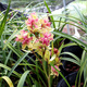 HUANGGUANNENG Orchid Seedlings, Jianlan Xiaomei Garden, Rich Fragrance, Fushan Butterfly, Red Lotus Petals and Red Moon, 6 conjoined seedlings shipped with bare roots