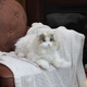 Elephant Robotics Elephant Robot Mita Cat Simulation Cat Machine de peluche Doll Enfants Girls Anniversaire Gift Smart Machine Persian Cat Persan Version reconnue