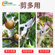 德国进口品质剪树枝专用剪刀园林园艺修枝剪不锈钢修剪树枝 SK5-01白修枝剪+14116:不锈钢橙: