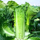 Shouhe Tianjin green hemp leaf Chinese cabbage seeds winter storage vegetable seeds field planting high stakes long summer and autumn green cabbage mussels Qisong Tianjin green hemp leaf cabbage seeds 10gx10