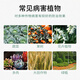 Guoguang 80% Mancozeb Fruit Tree Seedlings Flowers Rose Vegetables Grape Leaf Spot Powdery Mildew Pesticide Fungicide 200g