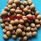 Authentic Iron Bar Yam Bean Seed Farmer Huaiyam Seedlings Yam Mouth Germinated Yam Bean Nursery Potted Plant Germination Grain (50) Authentic Iron Bar Yam Bean Seed