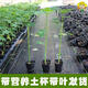 Dwarf papaya seedlings, fruit papayas, red-fleshed papaya seedlings, large green papaya seedlings that bear fruit in all seasons of the year, potted courtyard, 4 dwarf papaya seedlings (10 cm high), free reissue after receiving dead seedlings (with cups and leaves)