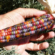 Colorful glazed corn seeds, blood-streaked corn, cultural gemstones, corn ornamental corn seed pendants, accessories, Bodhi, colorful corn seeds, randomly mixed colors, 20 grains*3 packs