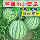 8424 Rock Sugar Kirin Watermelon Seeds, Super Sweet, High Yield, Early Maturity, Crispy Watermelon King Seeds, Four Seasons Fruit Seeds, 5 packs of 8424 seeds, 240 capsules