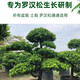 Special fertilizer for Podocarpus, organic fertilizer, compound fertilizer, base fertilizer, top-dressing fertilizer, water-soluble chlorophyll on the leaves for strong growth