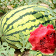Dayu Lazy Man Watermelon Seed Seedlings Extra Large Suitable for Early Maturing Lazy People in the South 8424 Kirin Melon Meidu Seedless Fruits and Vegetables Green Emperor Lazy Man King Watermelon Seeds 50g canned