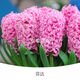 Zuojia Garden Imported 3 large hyacinth seed bulbs for hydroponics in the office, soil culture potted plants that bloom in winter and are easy for beginners to grow, 1 ball each of red, yellow, blue, white, pink and purple, a total of 6 balls, circumference 16-17cm