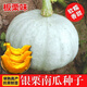 Xinjiang Silver Chestnut Pumpkin Seeds Chestnut Flavor Pumpkin Sweet Powder Glutinous Edible White Pumpkin Resistant to Storage and Transportation in Spring Seasons Original Seeds 1 Pack About 32 Pieces Silver Chestnut Pumpkin Soft, Waxy and Sweet