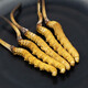 Luzhangtang auténtico Cordyceps de verano Cordyceps Cordyceps Authentic Big Broken Grass Dry Goods Compre 10 piezas Obtenga 1 pieza en el Tíbet auténtico Auténtico Naqu Premium Big Broken Grass 1 Gram Pack (1 gramo de paquete)