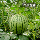 Fengming Yashi early-maturing greenhouse seeds for all seasons thin-skinned gift watermelon seeds pink-flesh red unicorn watermelon seeds 50 capsules
