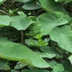Water taro seedlings Chongqing farmers' home-grown water taro seedlings fresh powdery glutinous water taro seedlings are dug and grown now