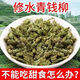 Peking Tongrentang Rohstoffe Qingqian Liu Tee Senkung Zucker und magischer Tee für Gesundheitskonservierung, drei Höhen und alte Formeln, eine Dose Qingqian Liu 250 Gramm [zwei Dosen]