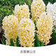 Zuojia Garden Imported 3 large hyacinth seed bulbs for hydroponics in the office, soil culture potted plants that bloom in winter and are easy for beginners to grow, 1 ball each of red, yellow, blue, white, pink and purple, a total of 6 balls, circumference 16-17cm