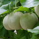 Shouhe green-fleshed cantaloupe seeds for winter and spring sweet all-season planting reticulated melon seeds emerald honey melon seeds 10 capsules
