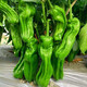 Thin-skinned green pepper seeds, early-maturing Zoupe-skinned green pepper seeds, suitable for potted planting in courtyards, terraces and balconies. Thin-skinned green pepper seeds, 5 packs, about 251 capsules.