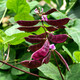 Sulu Yahui Green Eyebrow Bean Seeds Red Edge Purple Plum Beans Pig Ear Bean Seeds Lentil Vegetable Seeds Garden Field Planting 2 Packs of Spring and Autumn Long Red Vat Bean Seeds with Stand Type