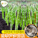 Long-cultivation asparagus seeds, asparagus seed root seedlings, easy to grow, easy to grow potted plants, perennial vegetable seeds for balcony planting in all seasons, green asparagus seeds 10g, about 500 capsules/field planting