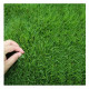 SB Four Seasons Lawn Seeds for Slope Protection Grass Seeds Tall Fescue Grows Faster Jin [Jin equals 0.5 kg] Price: This item is not available for retail. The minimum order quantity is 5 Jin [Jin equals 0.5 kg] Enterprise customization