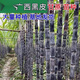 Guangxi authentic black sugarcane seedlings seedlings sugarcane seeds wholesale potted plants can be planted crispy and sweet, can be planted in the north and south, 2 black sugarcane roots with 3-6 spores, Guangxi sugarcane seedling head