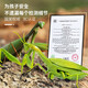 Qisen Fernbedienung Mantis Elektrische Simulation Kinderspielzeug Streich kreativer Artefakt Kakerlake 3 Jungen können Krabbeltiere Fernbedienungskontrolle Lady Käfer Red 9922+ Schraubendreher Offizieller Standard bewegen