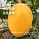 Long-term cultivation sweet Korean reticulated Hami melon seeds Xinjiang melon fruit melon seeds seedlings spring southern four seasons seeds Xinjiang Huozhou honey 168 melon seeds 50g original