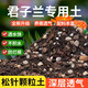 Flower Master Clivia Soil Special Nutritional Soil Clivia Soil Special Nutrient Soil Flower Soil Potting Soil Planting Soil Fertilizer Clivia Soil 7 liters Get 3 gifts and put them under the bag
