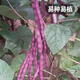 Fengming Yashi green bean seeds spring and autumn purple beans farm field planting red beans seeds 200g