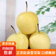 Jingxi Jiazhao County Snow Pear Hebei Snow Pear Suning Snow Pear Adecuado para hacer sopa 15 con caja 2 Jin Jin equivale a 0,5 kg Peso neto 1,6-1,8 Jin Jin equivale a 0,5 kg