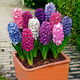 Zuojia Garden Imported 3 large hyacinth seed bulbs for hydroponics in the office, soil culture potted plants that bloom in winter and are easy for beginners to grow, 1 ball each of red, yellow, blue, white, pink and purple, a total of 6 balls, circumference 16-17cm
