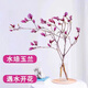Xingxiang hydroponic plant Magnolia flowers dried branches fresh cut flowers bloom when exposed to water Purple Magnolia 60~80cm 4 branches straight from the source