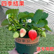 Jingyu Cream Big Strawberry Seedlings Potted Four-Season Strawberry Saplings Planted in the South and North will bear fruit in the same year. Cream Strawberry will bear fruit in four seasons. Cold-resistant and high-yielding seedlings. 12 ++pots+fertilizer.