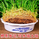 Xingan and copper money grass hydroponic potted indoor and outdoor flowers money grass green plants suck green plants flowers and plants copper money grass one pot without pot about 300 plants with leaves
