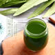 Green juice tea Barley Ruoye Green Juice 100 Ant Barley Green Juice Powder Meal Replacement Powder Enzyme Plant Prebiotic Green 100 Consolidation Period