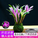 Liu Ge Orchid Colorful Perfume Dendrobium Orchid with buds in winter is good for growing green plants. Strong-scented Dendrobium flower potted green plants repel mosquitoes. 10 conjoined seedlings of colorful Dendrobium bloom in the current year with hydroponic pots.