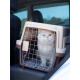 Sleeping Shark Pet Flight Box Cat Shipping Box Dog Outing Portable Car Dog Cage Small and Medium-sized Dog Air China Suitcase Skylight Model [Purple] No. 4 [Free Hanging Bowl + Diaper Board] Free Trolley Pulley