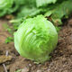 Sweet and crispy lettuce lettuce, hamburger lettuce seeds, crispy and refreshing, raw lettuce seeds, potted four-season farm vegetables, original crispy and tender lettuce, 10 packs/about 20,000 pieces Song Dynasty