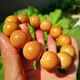 Jiang Jinyue’s authentic dragon blood golden silk bamboo bracelet Plum Blossom Bamboo Buddha Beads Handmade Rosary Beads Small Leaf Red Sandalwood Hainan Huanghuali SN841 2.0-12 pills