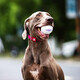GiGwi dog toy high elasticity bite-resistant dog toy medium and large dog toy ball pet toy ball medium explosive ball