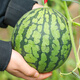 Farmer's Son Rock Sugar Kirin Watermelon Seed 8424 Seedlings Watermelon Seeds Southern Seeds Fruit Hanging Melon Home Planting Hand Treasure Potted Small Watermelon Seeds 20 capsules