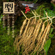 Frischer Ginseng, Changbai Mountain, Nordostchina, frischer Ginseng mit Erde, Rensan -Suppe, in Wasser getränkt und in Wein getränkt. Fresh Ginseng 100G (2-4 Packungen)