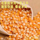 Chihui popcorn seeds special spherical high-yielding disease-resistant early-maturing popcorn seeds for spring garden field planting popcorn corn seeds about 10 grams simple package + fertilizer