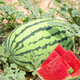 Dayu Lazy Man Watermelon Seed Seedlings Extra Large Suitable for Early Maturing Lazy People in the South 8424 Kirin Melon Meidu Seedless Fruits and Vegetables Green Emperor Lazy Man King Watermelon Seeds 50g canned