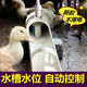 Xushansi's new chicken, duck, goose and poultry automatic waterer, water feeder, duck drinking water tank, cattle and sheep breeding equipment and supplies, third generation 4-point (20mm) upper water inlet