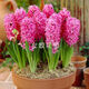 Zuojia Garden Imported 3 large hyacinth seed bulbs for hydroponics in the office, soil culture potted plants that bloom in winter and are easy for beginners to grow, 1 ball each of red, yellow, blue, white, pink and purple, a total of 6 balls, circumference 16-17cm