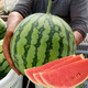 Dayu Lazy Man Watermelon Seed Seedlings Extra Large Suitable for Early Maturing Lazy People in the South 8424 Kirin Melon Meidu Seedless Fruits and Vegetables Rock Sugar Kirin Watermelon Seeds 20g Pack Crisp and Sweet