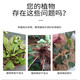 Senhuo Kuaishenghe Zheng's Chemical 2% Indobutane Acetic Acid Quick Rooting Rooting Powder Garden Fruit Trees Potted Succulent Flowers Universal Cuttings and Transplanting Compound Rooting Agent 500g/bag*1 bag