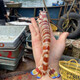
Gift box/[Spot] Shen Zhixiong Fujian Dongshan Island Sea Catching Seafood Gift Box New Year’s Eve Dinner Gift Box 689 Gift Pack Seafood Net Weight 2700g